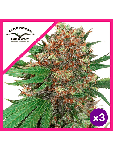 MASTER KUSH FEM X3-DUTCH PASSION 1