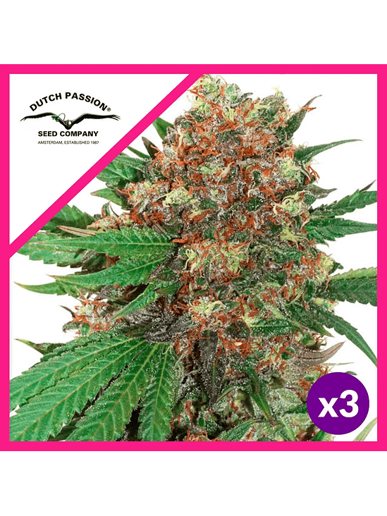 MASTER KUSH FEM X3-DUTCH PASSION 1