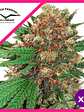 Master Kush Fem X3-Dutch Passion - Miniatura 1