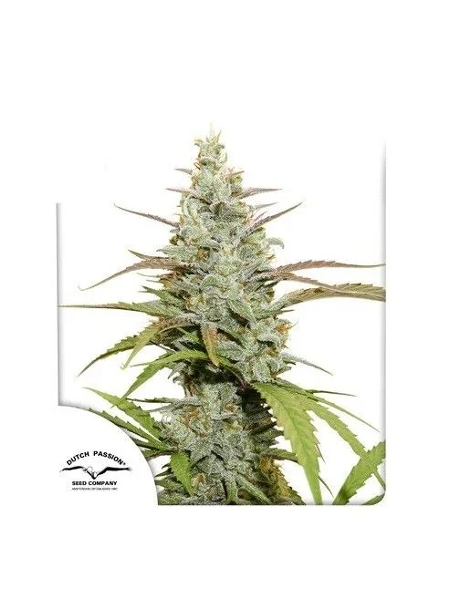 Mokum'S Tulip Fem -Dutch Passion (X3/X3+1) 1