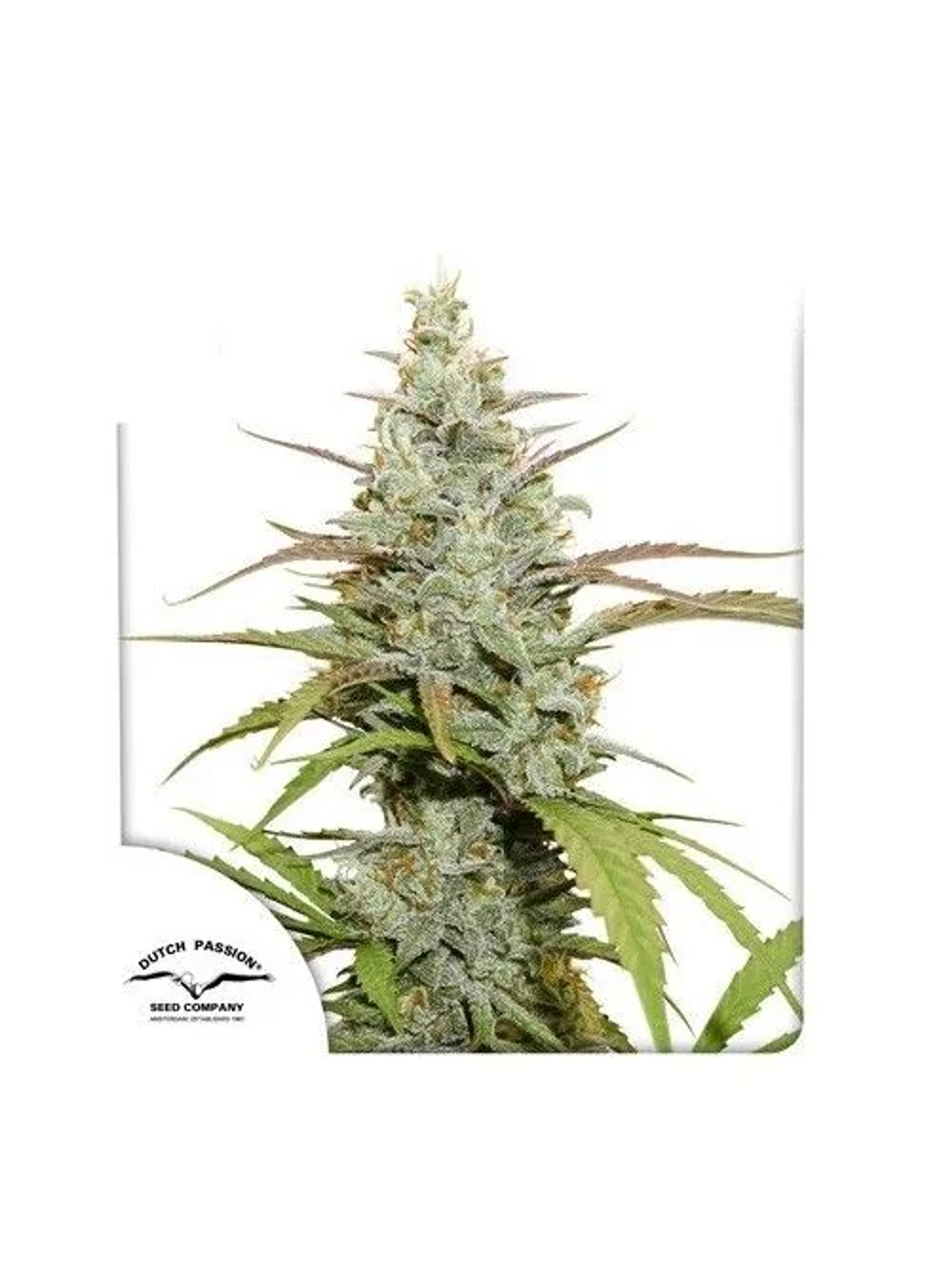 Mokum'S Tulip Fem -Dutch Passion (X3/X3+1) 1