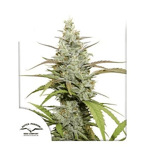 Mokum'S Tulip Fem -Dutch Passion (X3/X3+1)