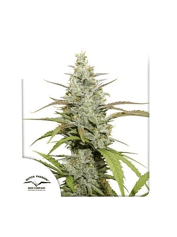 MOKUM'S TULIP FEM X3-DUTCH PASSION 1