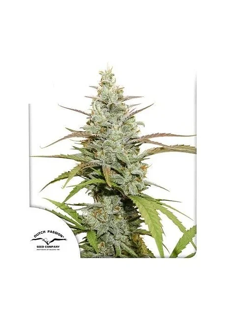 Mokum'S Tulip Fem -Dutch Passion X3+1 2
