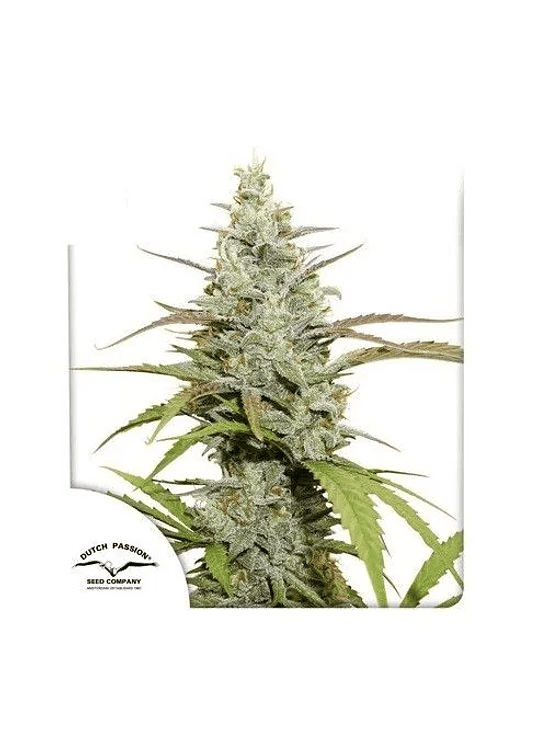 MOKUM'S TULIP FEM X3-DUTCH PASSION 1