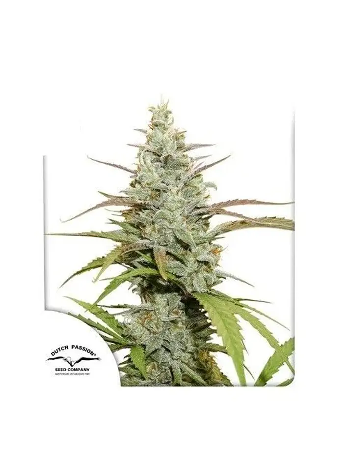 Mokum'S Tulip Fem -Dutch Passion X3+1 2