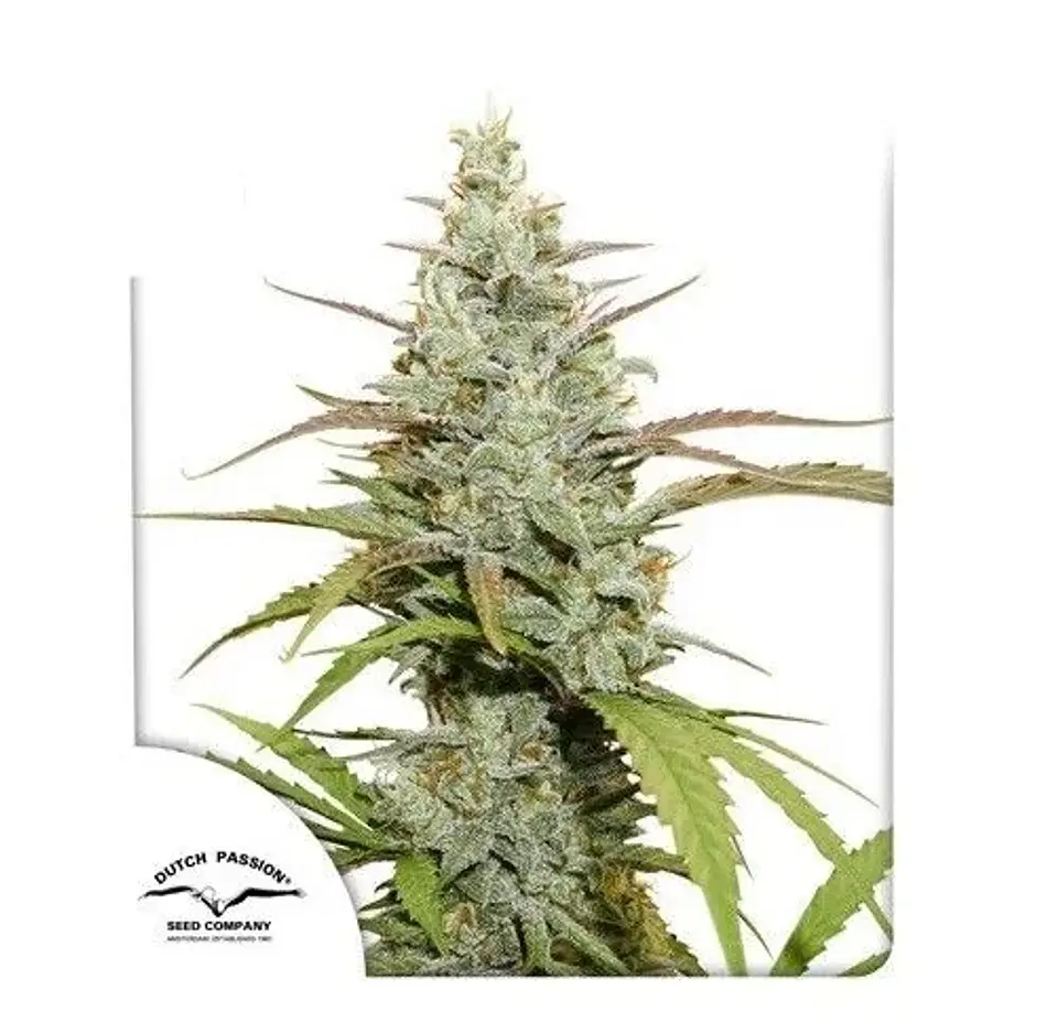 Mokum's Tulip Fem X3+1 -Dutch Passion 2