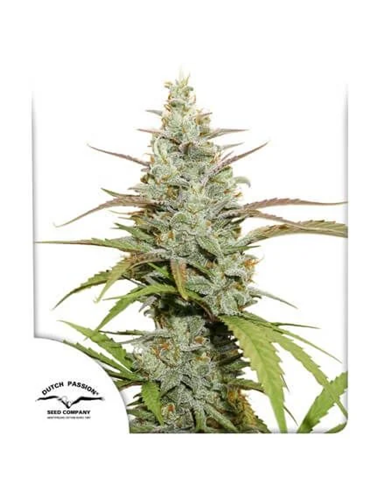 Mokum´S Tulip Auto X3-Dutch Passion 1