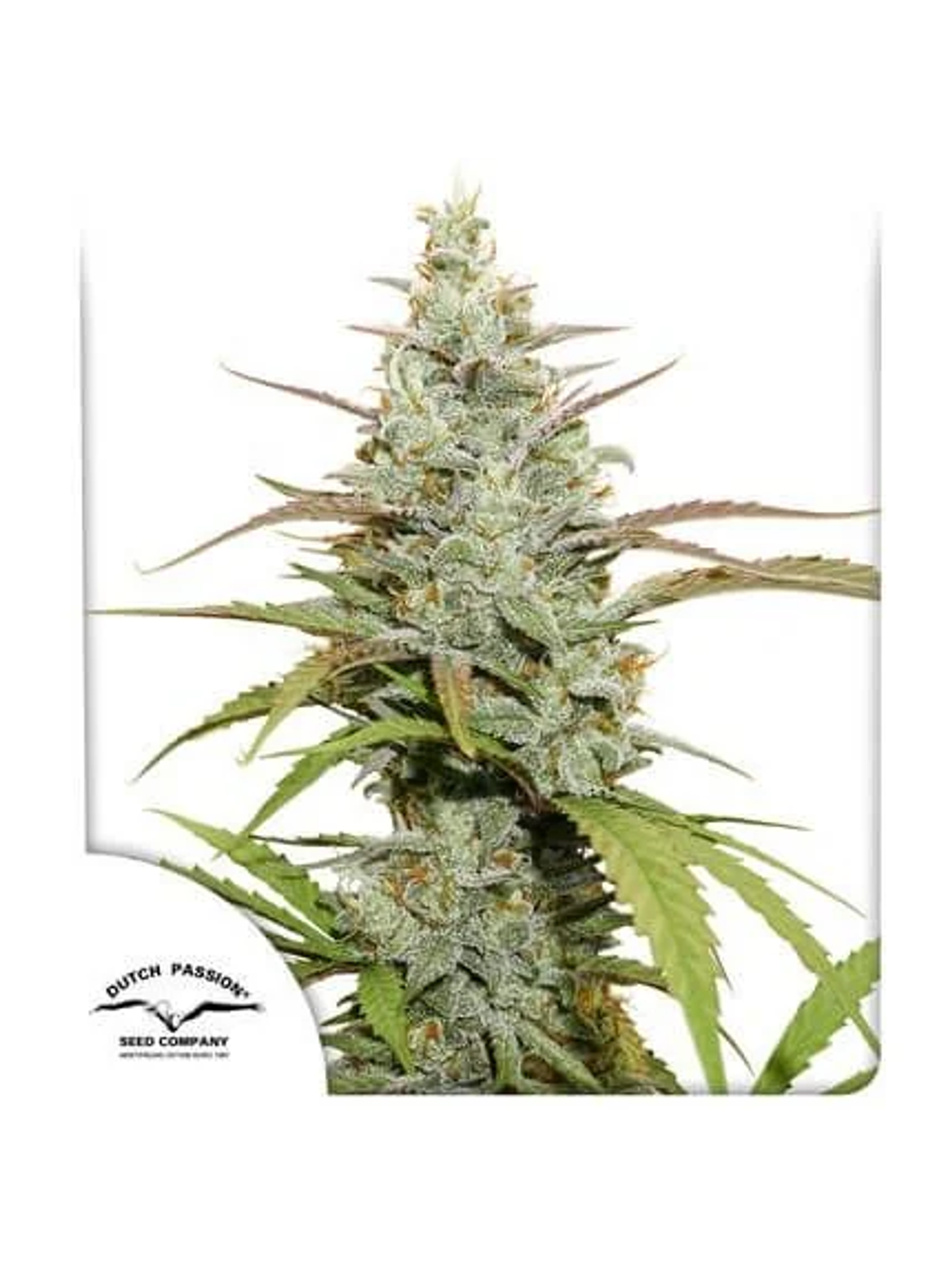 Mokum´S Tulip Auto X3-Dutch Passion 1