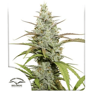 MOKUM´S TULIP AUTO X3-DUTCH PASSION
