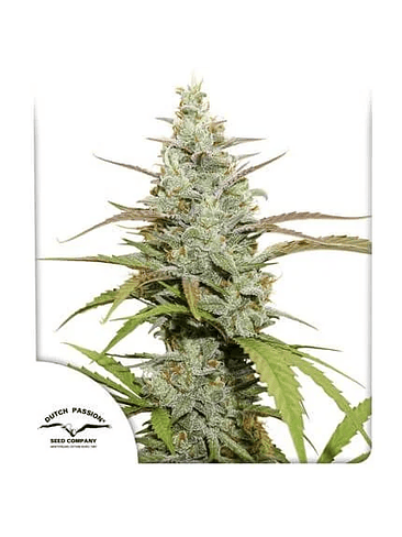 MOKUM´S TULIP AUTO X3-DUTCH PASSION 1