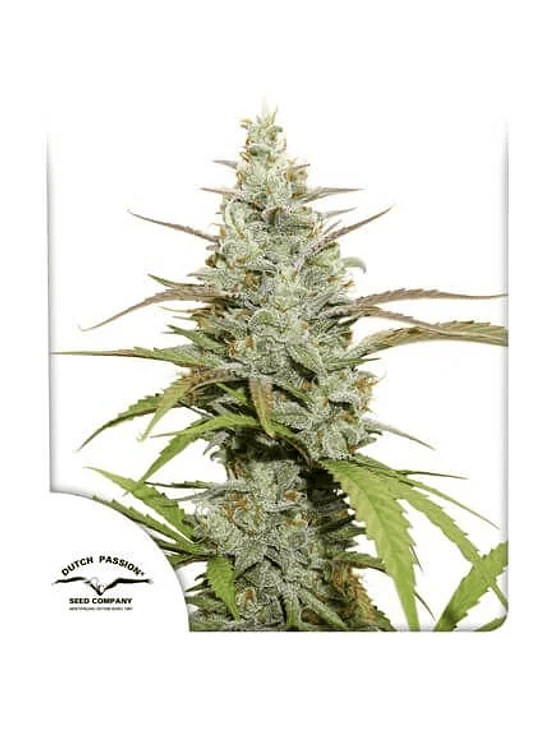 MOKUM´S TULIP AUTO X3-DUTCH PASSION 1