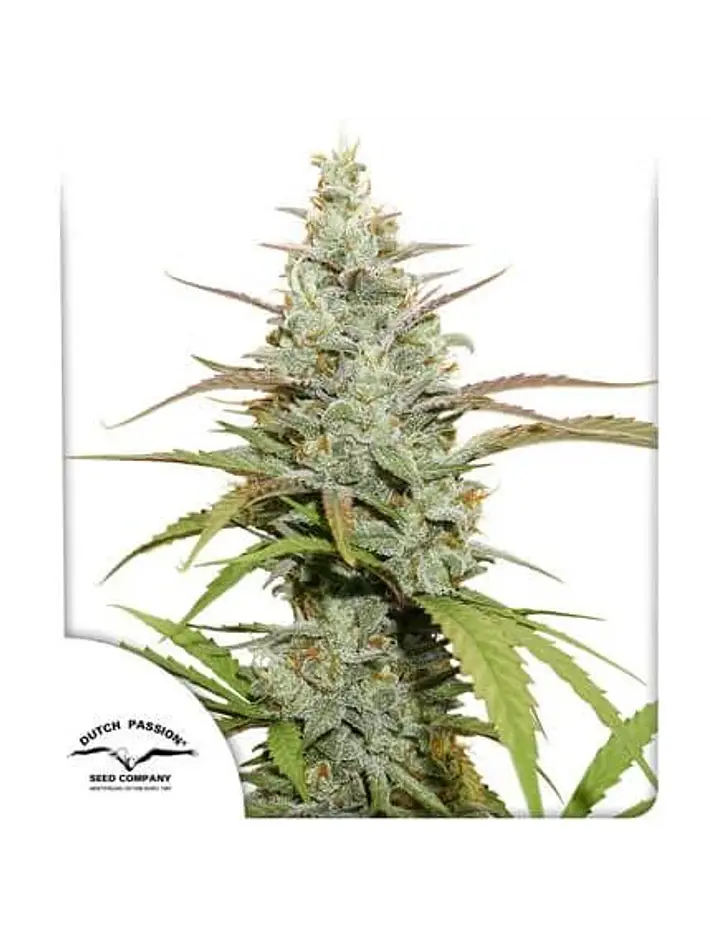 Mokum´S Tulip Auto X3-Dutch Passion 1