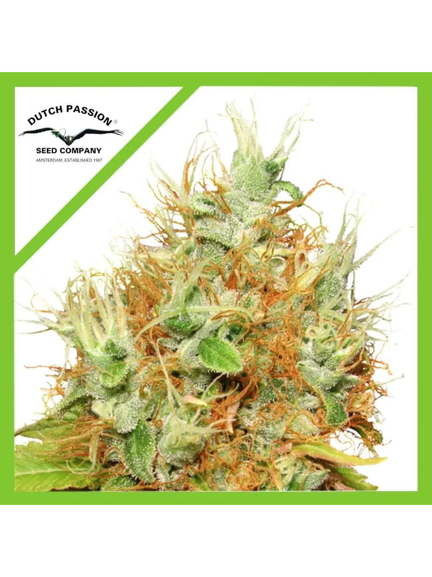 Auto Mazar X3-Dutch Passion 1