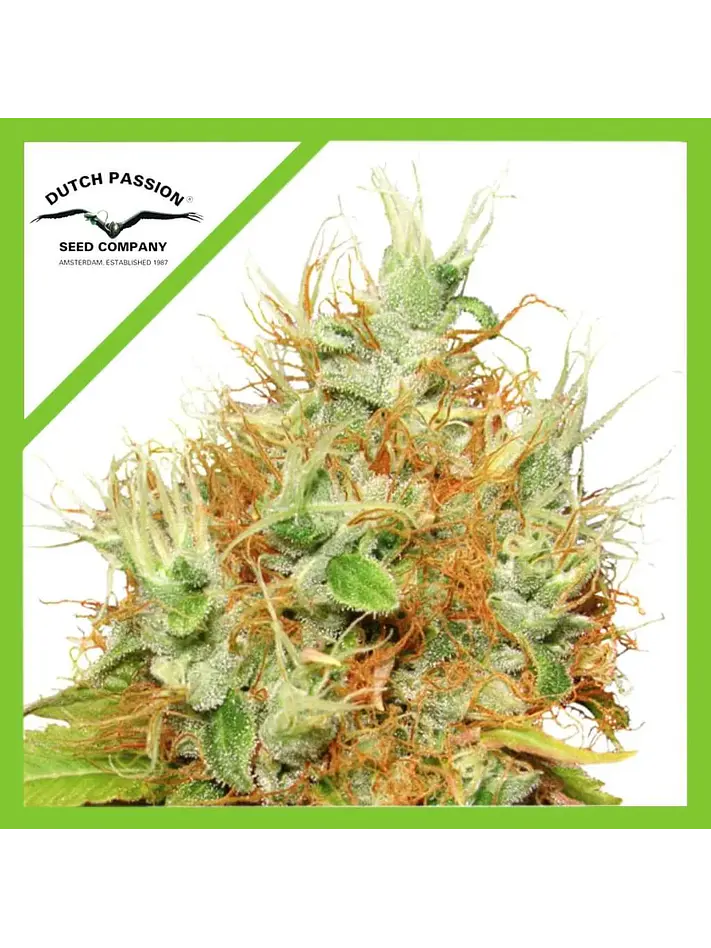 Auto Mazar X3-Dutch Passion 1
