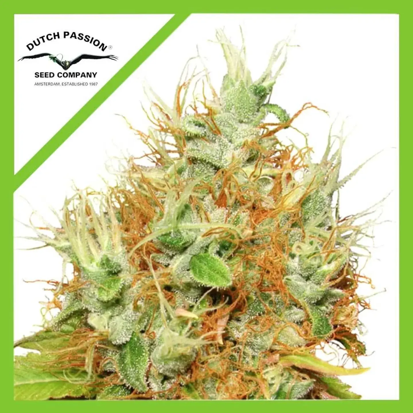 Auto Mazar X3-Dutch Passion 1