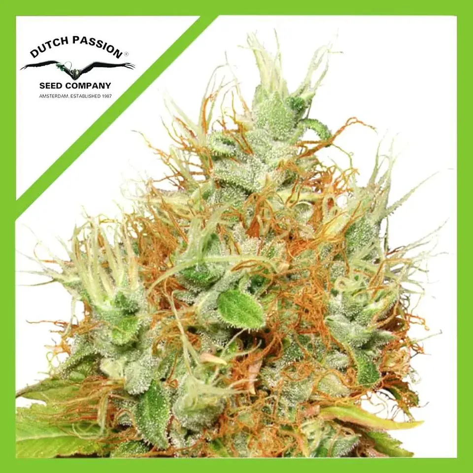 Auto Mazar X3-Dutch Passion 1