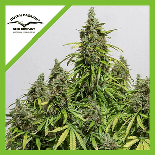 AUTO MAZAR X3-DUTCH PASSION