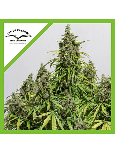 AUTO MAZAR X3-DUTCH PASSION 2