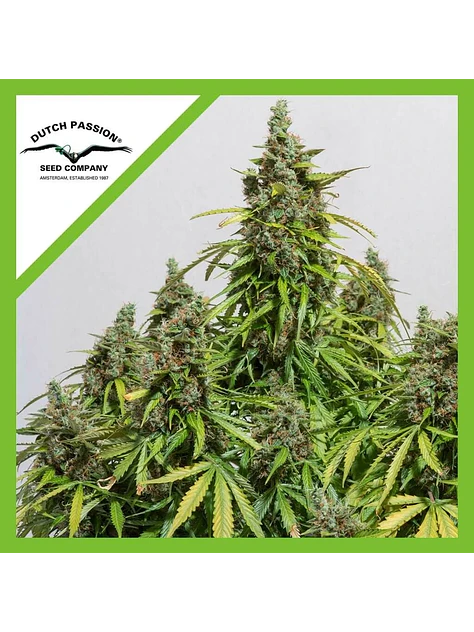 Auto Mazar X3-Dutch Passion 2