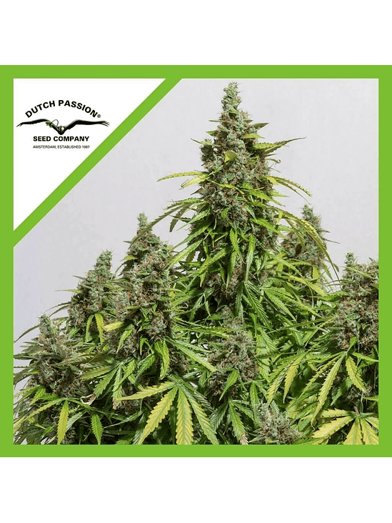 AUTO MAZAR X3-DUTCH PASSION 2