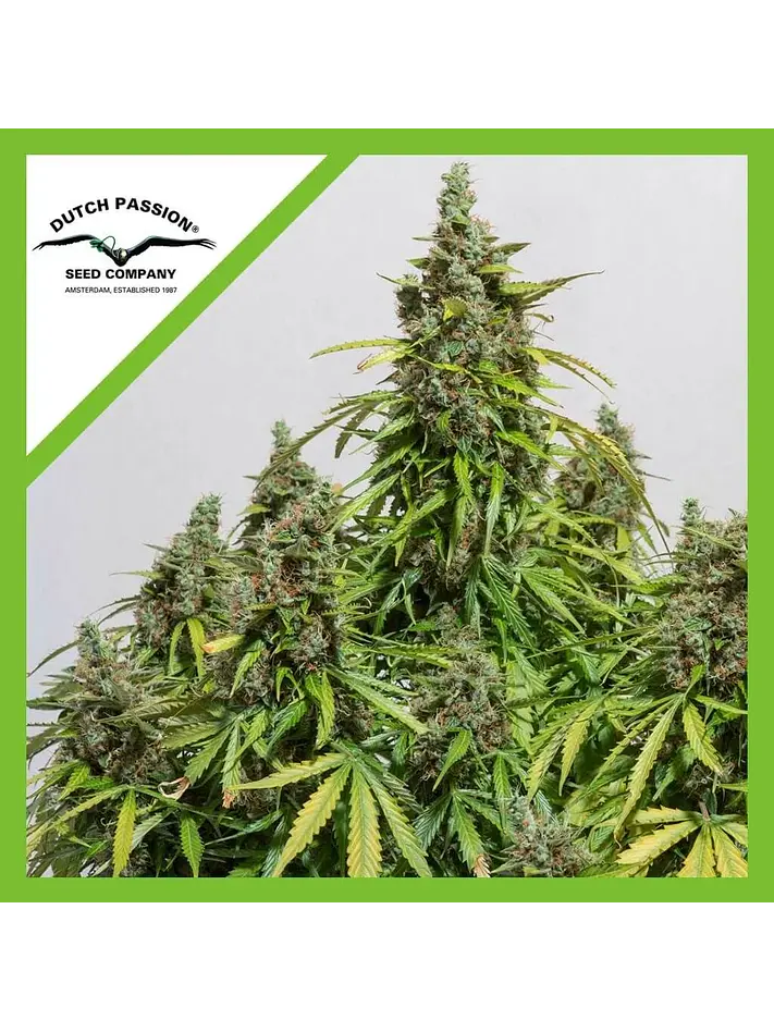 Auto Mazar X3-Dutch Passion 2