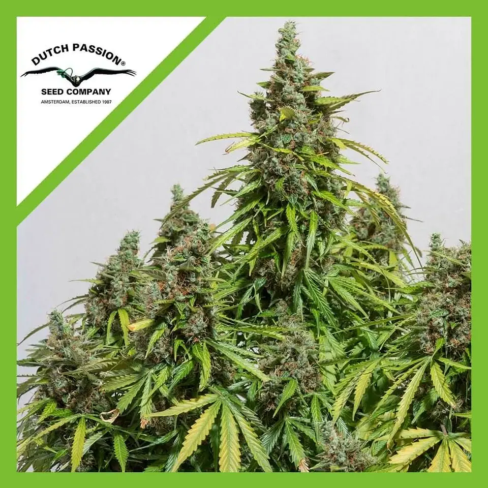 Auto Mazar X3-Dutch Passion 2