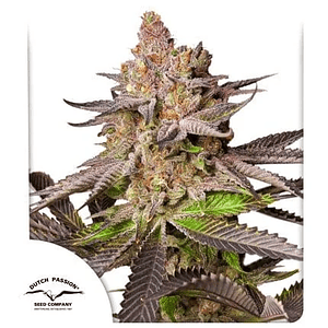 Melonade Runtz Fem -Dutch Passion (X25/X3/X3+1)