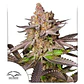 Melonade Runtz Fem -Dutch Passion (X25/X3+1) - Miniatura 1