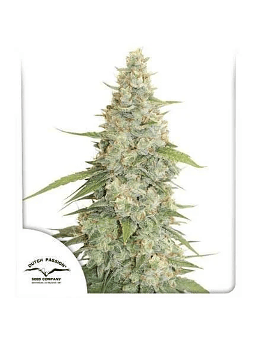 MERINGUE FEM X3-DUTCH PASSION 1