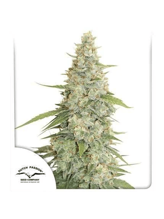 MERINGUE FEM X3-DUTCH PASSION 1