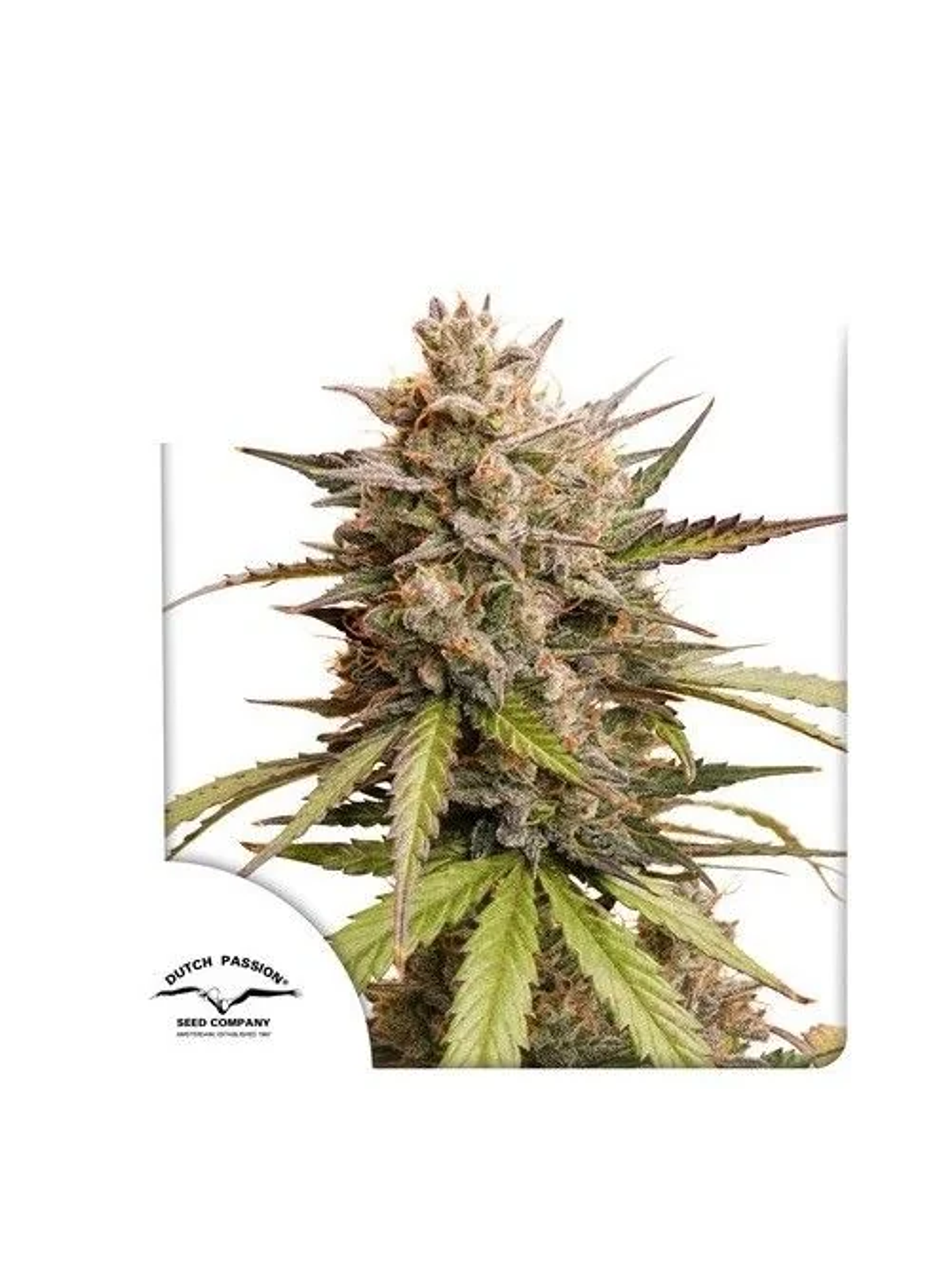 Melonade Runtz Auto -Dutch Passion (X3/X3+1) 1