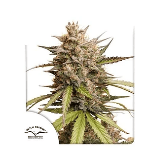 MELONADE RUNTZ AUTO X3-DUTCH PASSION