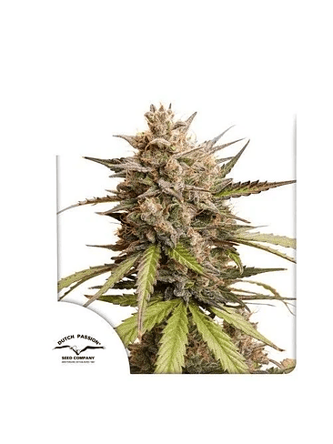 MELONADE RUNTZ AUTO X3-DUTCH PASSION 1