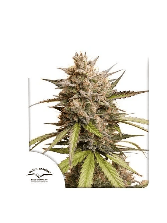 MELONADE RUNTZ AUTO X3-DUTCH PASSION 1