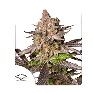 MELONADE RUNTZ FEM X3-DUTCH PASSION