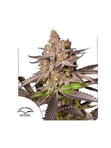 MELONADE RUNTZ FEM X3-DUTCH PASSION 1