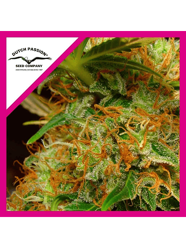 MAZAR FEM X3-DUTCH PASSION 1