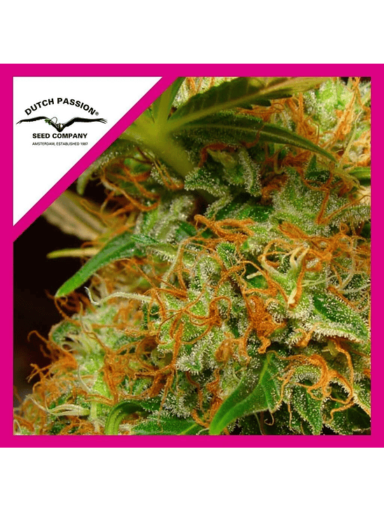 MAZAR FEM X3-DUTCH PASSION 1