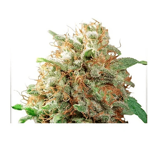 Mazar Fem X100-Dutch Passion