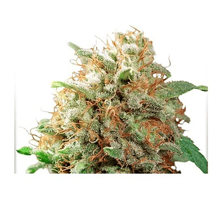 MAZAR FEM X100-DUTCH PASSION