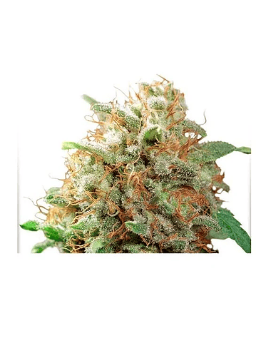 MAZAR FEM X100-DUTCH PASSION 1