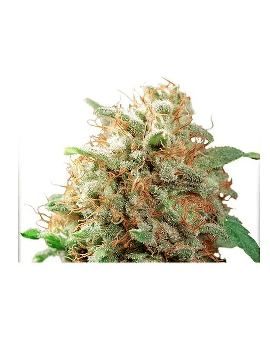 MAZAR FEM X100-DUTCH PASSION 1