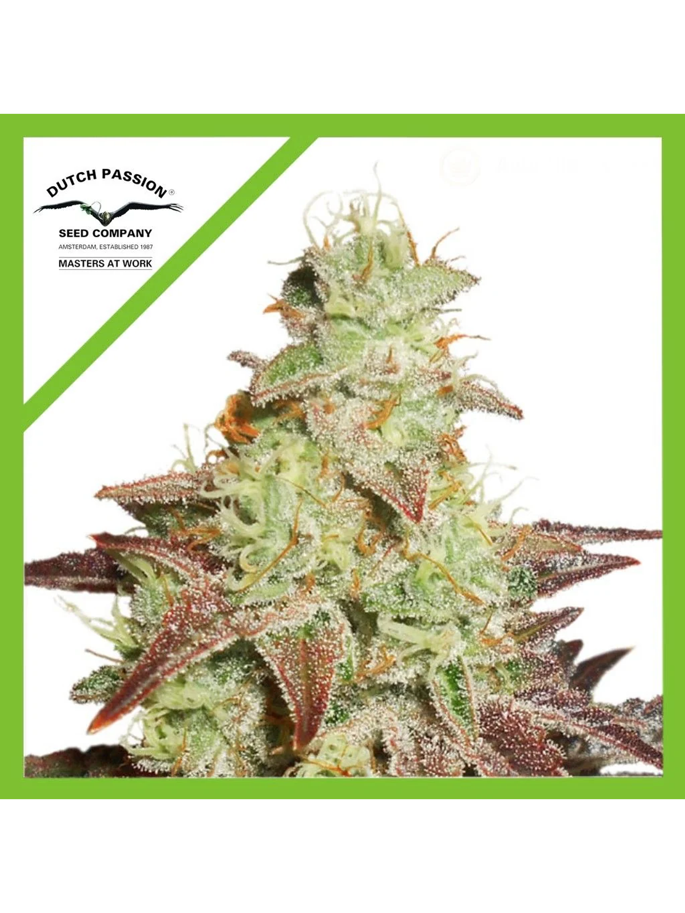 Night Queen Auto -Dutch Passion (X3/X3+1) 1