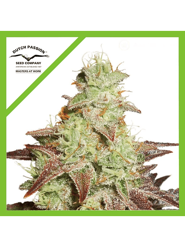 NIGHT QUEEN  AUTO X3-DUTCH PASSION 1