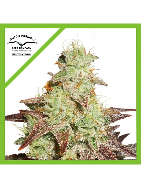 Night Queen Auto -Dutch Passion X3+1 2