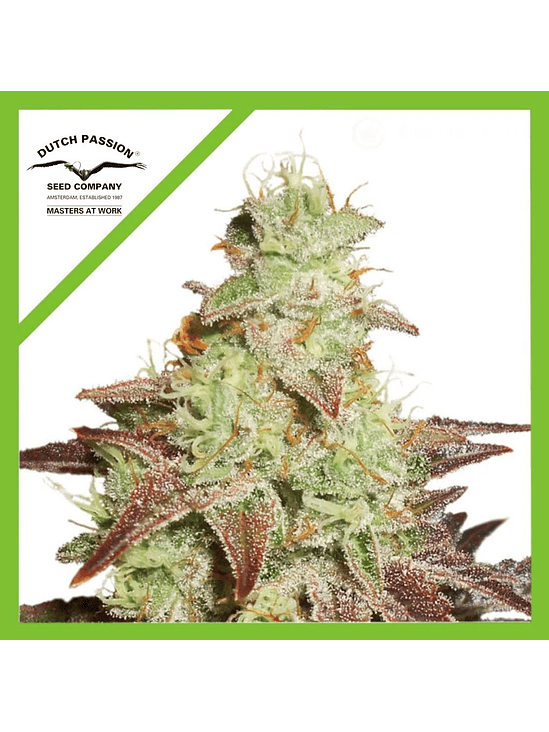 NIGHT QUEEN  AUTO X3-DUTCH PASSION 1