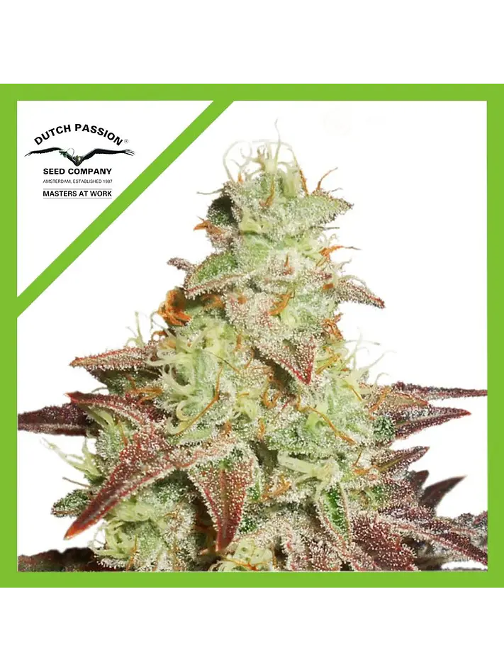 Night Queen Auto -Dutch Passion X3+1 2
