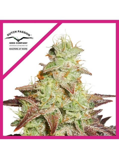 Night Queen Fem X3-Dutch Passion 1
