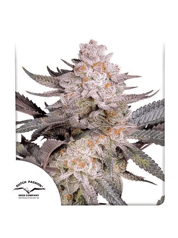 ORANGE BUD FEM 2.0 X3-DUTCH PASSION 1